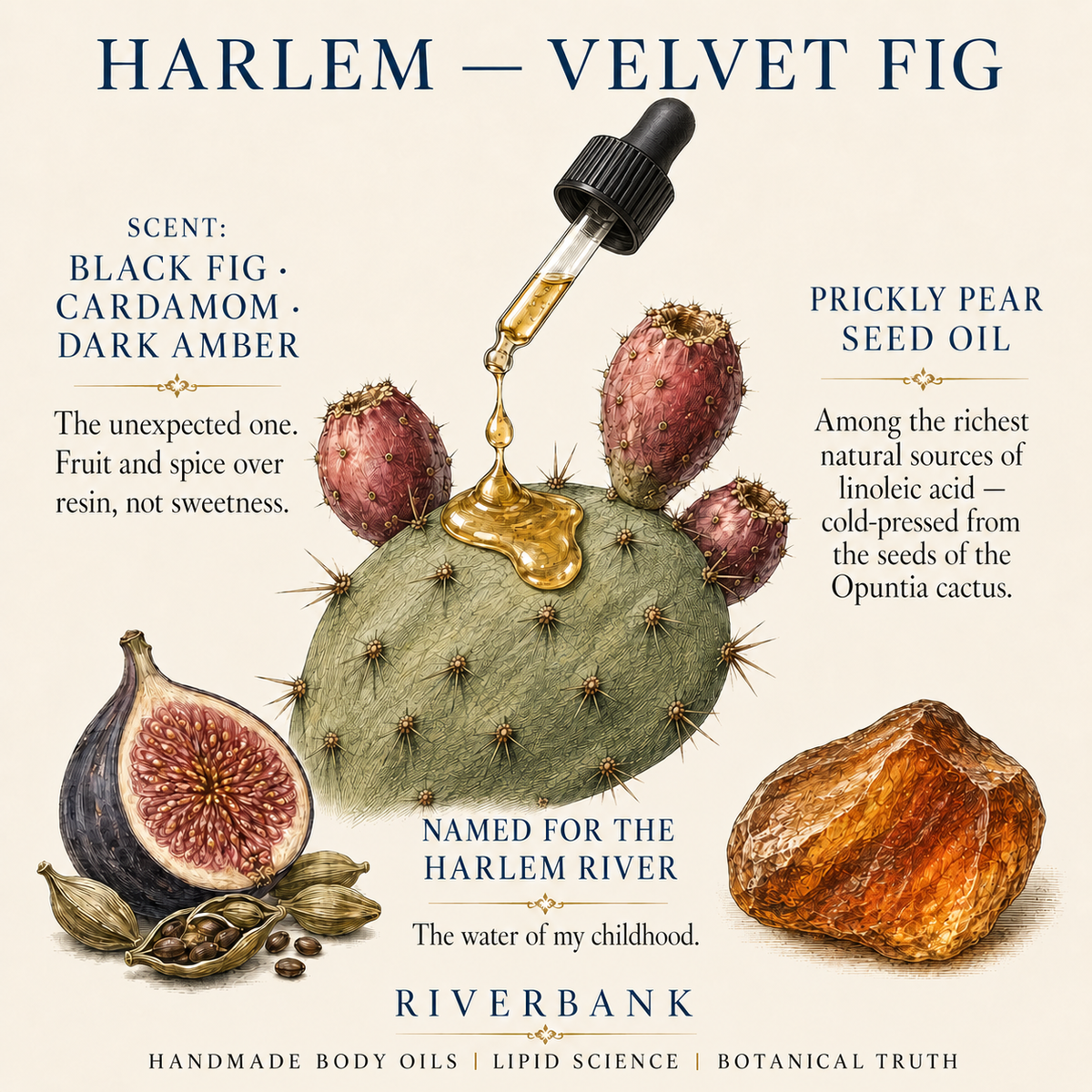 HARLEM Velvet Fig scent and ingredient card: black fig, cardamom, dark amber